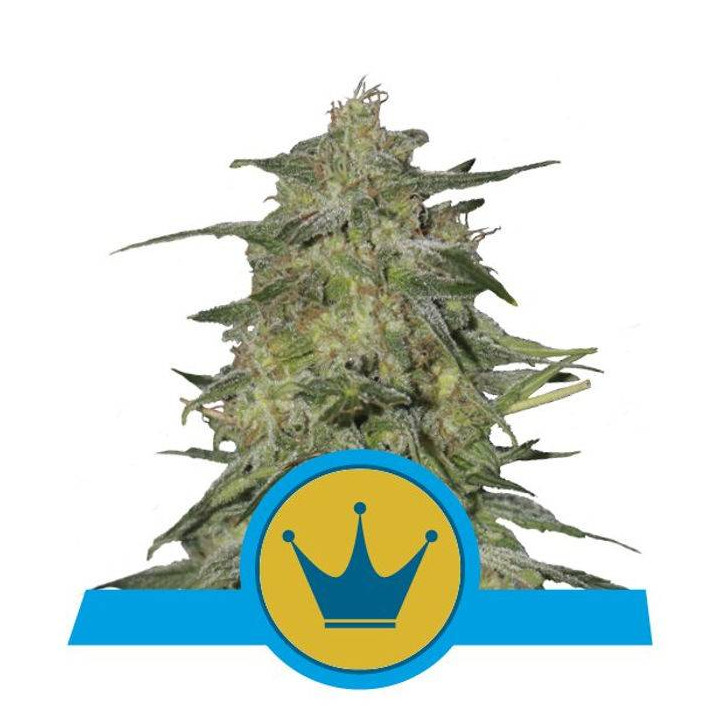 Royal Highness (Royal Queen Seeds)