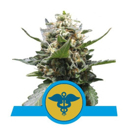 Royal Medic (Royal Queen Seeds)