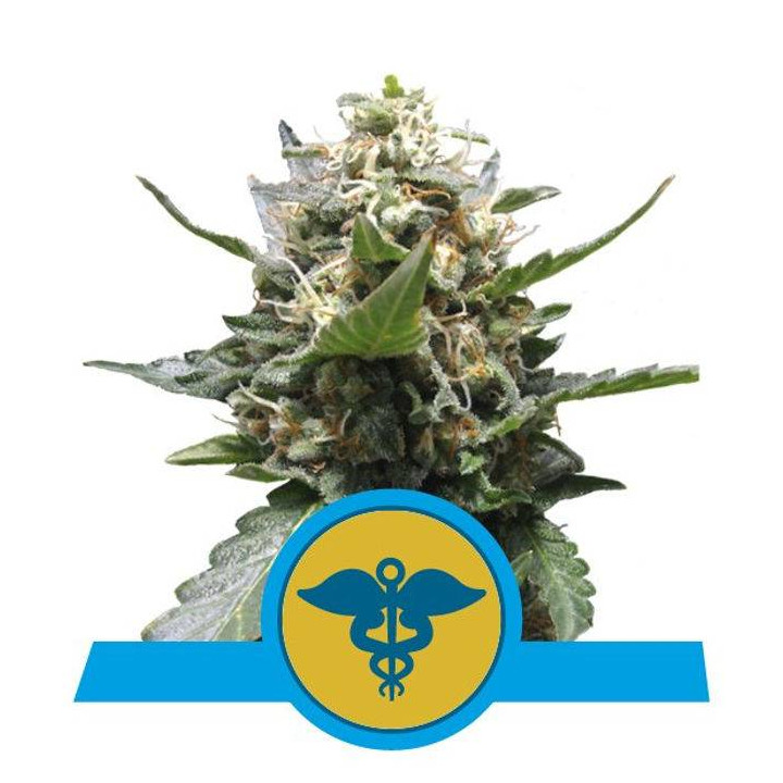 Royal Medic (Royal Queen Seeds)