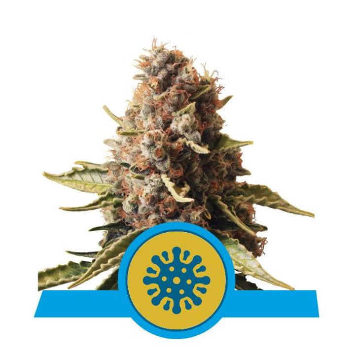 Euphoria (Royal Queen Seeds)