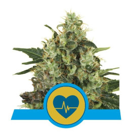 Medical Mass (Royal Queen Seeds)