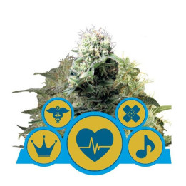 CBD Mix (Royal Queen Seeds)