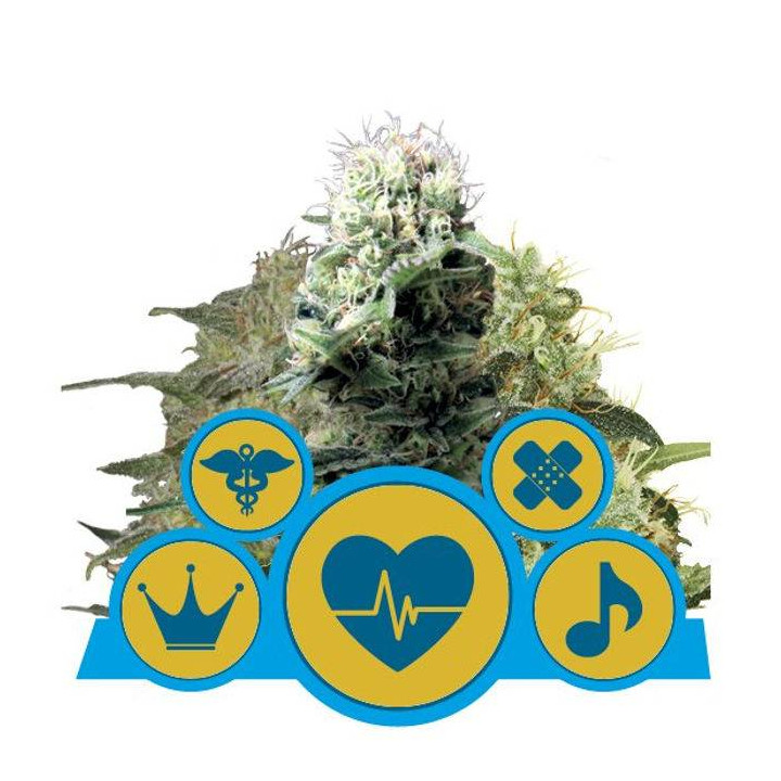 CBD Mix (Royal Queen Seeds)