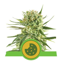 Royal Cookies Automatic (Royal Queen Seeds)