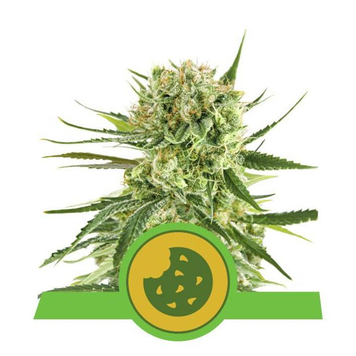 Royal Cookies Automatic (Royal Queen Seeds)