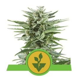 Easy Bud (Royal Queen Seeds)