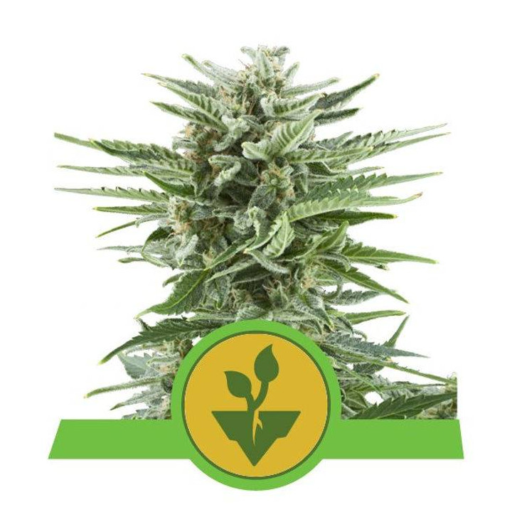 Easy Bud (Royal Queen Seeds)