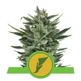Quick One (Royal Queen Seeds)