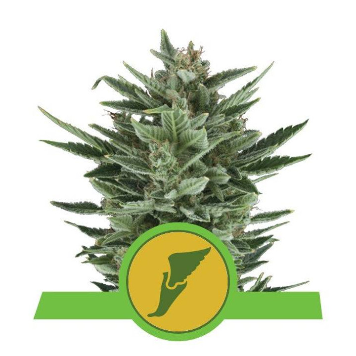 Quick One (Royal Queen Seeds)