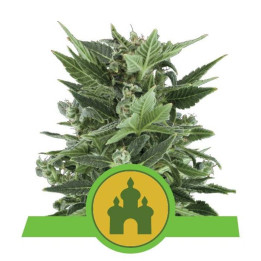 Royal Kush Automatic (Royal Queen Seeds)