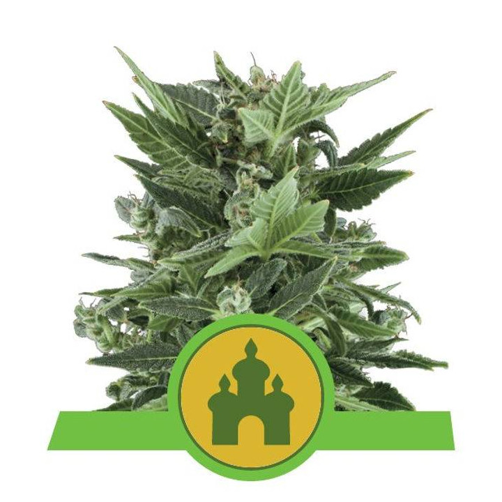 Royal Kush Automatic (Royal Queen Seeds)