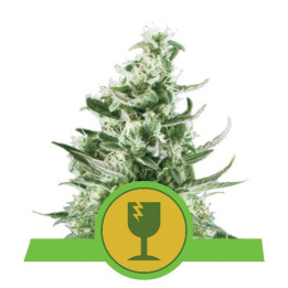 Royal Critical Automatic (Royal Queen Seeds)