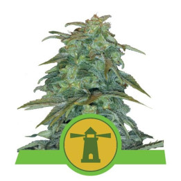 Royal Haze Automatic (Royal Queen Seeds)