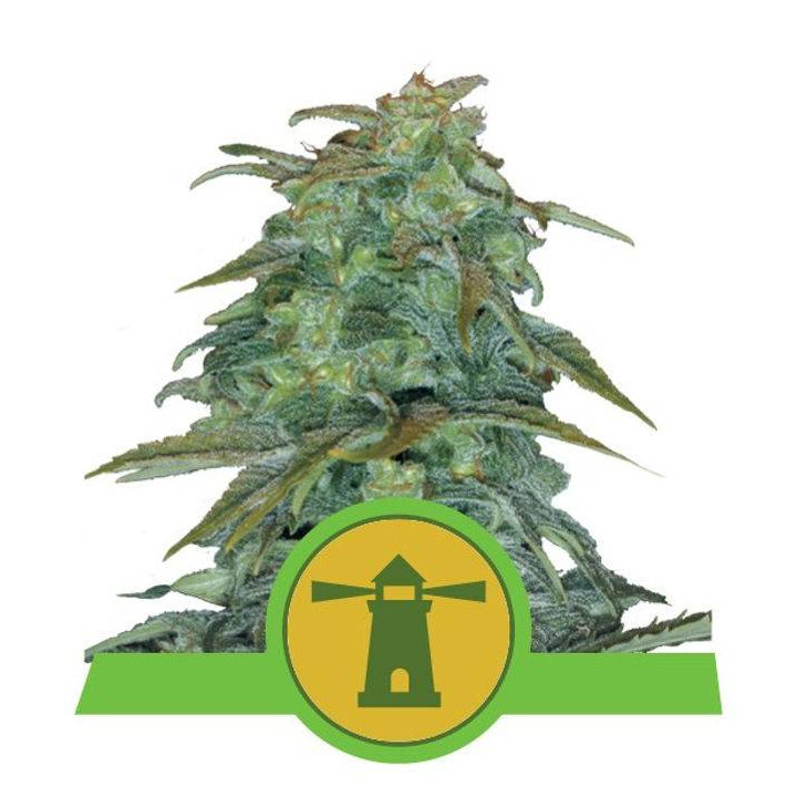 Royal Haze Automatic (Royal Queen Seeds)