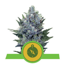 Northern Light Automatic (Royal Queen Seeds)