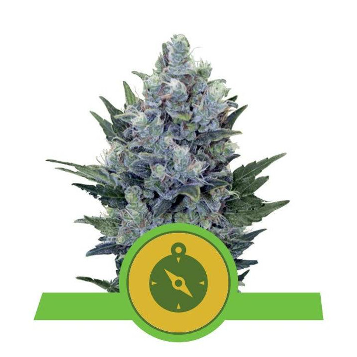 Northern Light Automatic (Royal Queen Seeds)