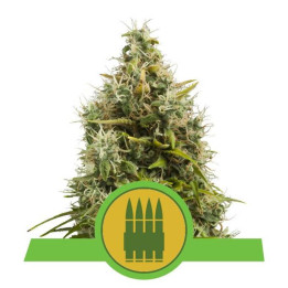 Royal AK Automatic (Royal Queen Seeds)