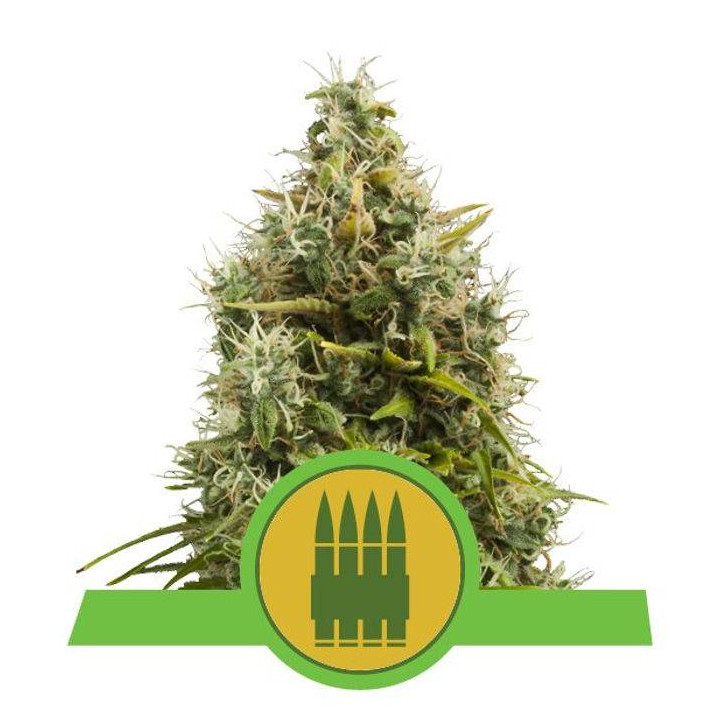Royal AK Automatic (Royal Queen Seeds)