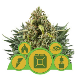 Mix Autoflorecientes (Royal Queen Seeds)