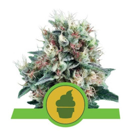 Royal Creamatic (Royal Queen Seeds)