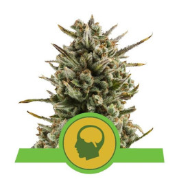 Amnesia Haze Automatic (Royal Queen Seeds)
