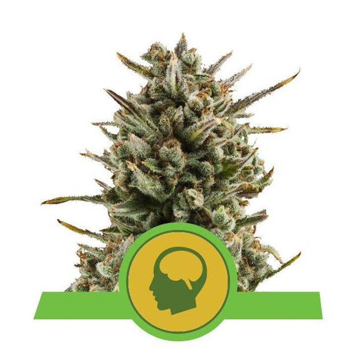 Amnesia Haze Automatic (Royal Queen Seeds)