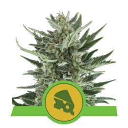 Royal Cheese Automatic (Royal Queen Seeds)