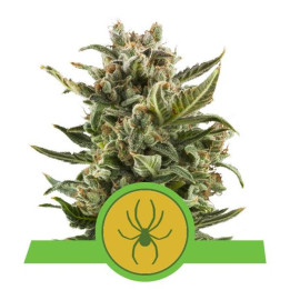 White Widow Automatic (Royal Queen Seeds)