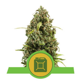Diesel Automatic (Royal Queen Seeds)