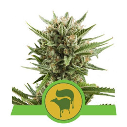 Sweet Skunk Automatic (Royal Queen Seeds)
