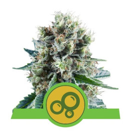 Bubble Kush Automatic (Royal Queen Seeds)