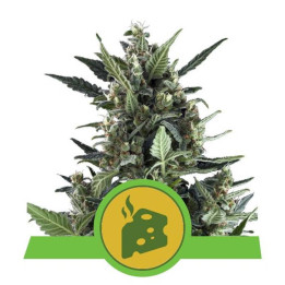 Blue Cheese Automatic (Royal Queen Seeds)