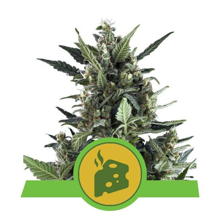 Blue Cheese Automatic (Royal Queen Seeds)
