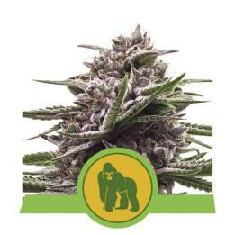 Royal Gorilla Automatic (Royal Queen Seeds)