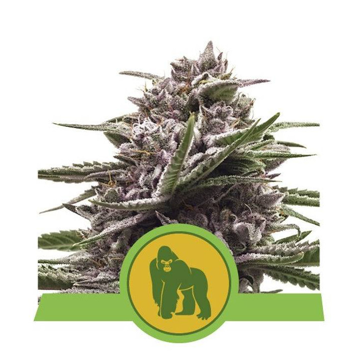 Royal Gorilla Automatic (Royal Queen Seeds)