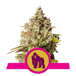 Royal Gorilla (Royal Queen Seeds)