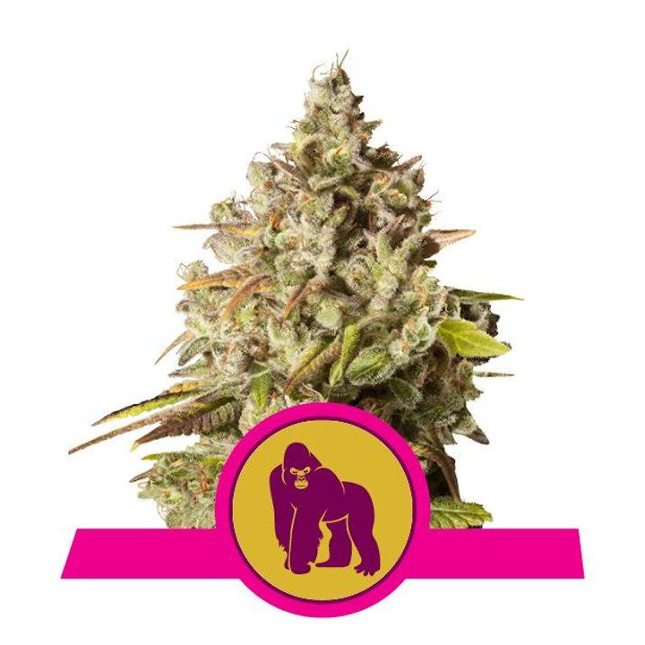 Royal Gorilla (Royal Queen Seeds)