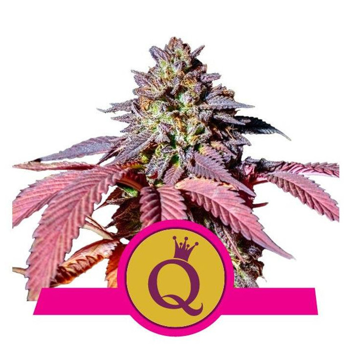 Purple Queen (Royal Queen Seeds)
