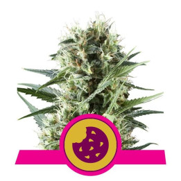 Royal Cookies (Royal Queen Seeds)