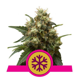 Ice (Royal Queen Seeds)