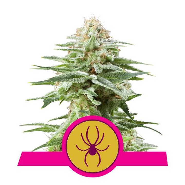 White Widow (Royal Queen Seeds)