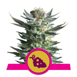 Fruit Spirit (Royal Queen Seeds)