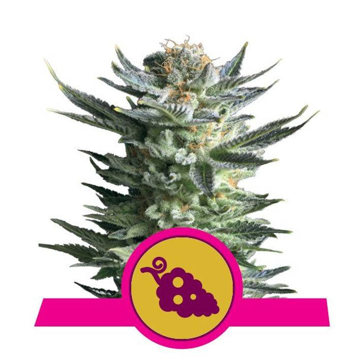 Fruit Spirit (Royal Queen Seeds)