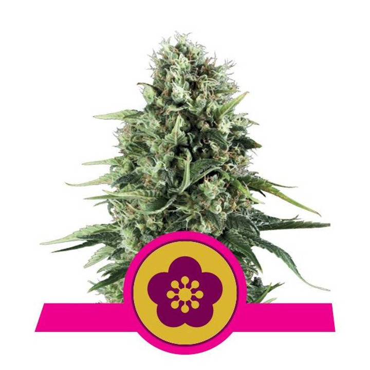 Power Flower (Royal Queen Seeds)