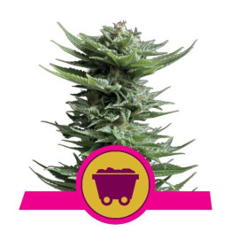 Shining Silver Haze (Royal Queen Seeds)