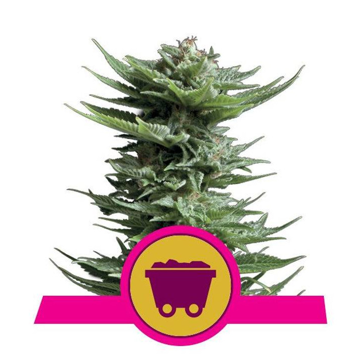 Shining Silver Haze (Royal Queen Seeds)