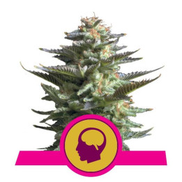 Amnesia Haze (Royal Queen Seeds)