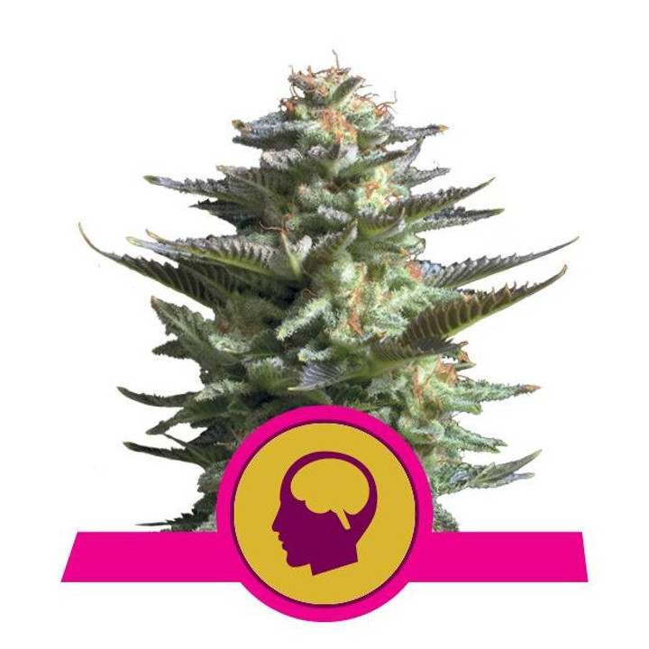 Amnesia Haze (Royal Queen Seeds)