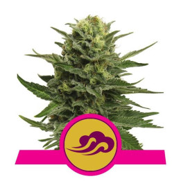 Blue Mystic (Royal Queen Seeds)