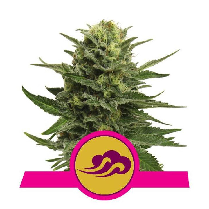 Blue Mystic (Royal Queen Seeds)